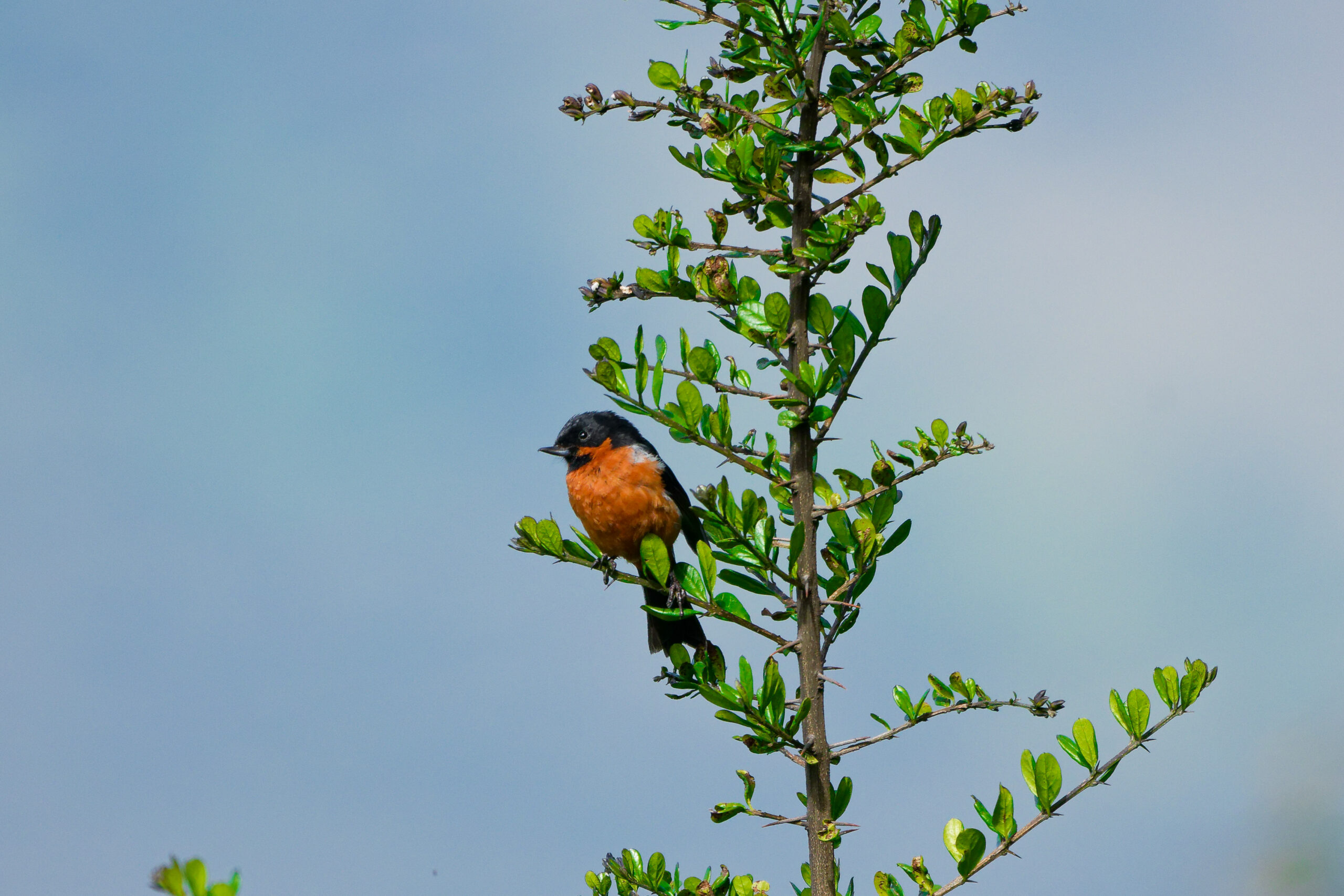 DSC03240_DxO