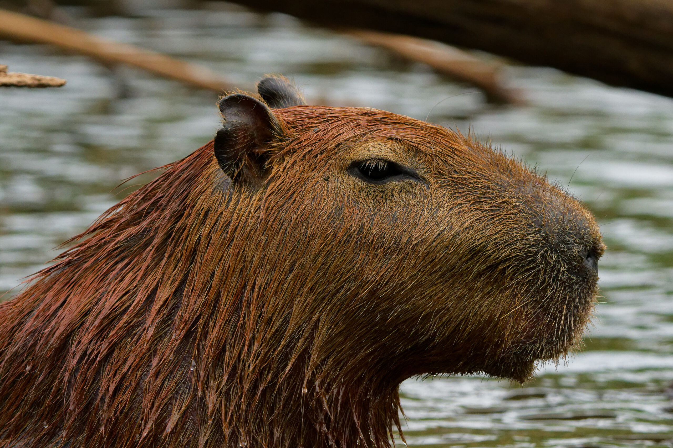 DSC08560_DxO